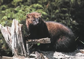 Fisher