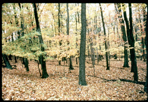 Image of deer browse line at Catoctin Mountain Park