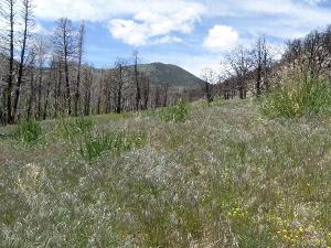 photo of Strawberry creek dominated by cheatgrass with scattered wild rye and burnt trees in the background