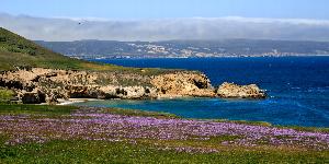 Photo of purple wildflowers covering the seaside cliffs of Southeast Anchorage on Santa Rosa Island. Tim Hauf, www.timhaufphotography.com