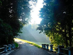 Tour Road is seen at center and is lined by heavy tree growth on both sides. Sunbeams are visible shining through the trees and onto the tour road