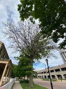 Photo of dying Pin Oak tree near an historic house.