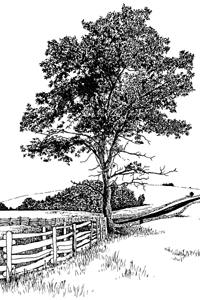 ink drawing of tree, fenceline, and landscape at Blue Ridge