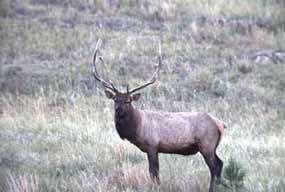 A solitary bull elk stands in a grassland at Wind Cave National Park.