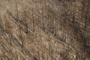 Aerial view of Board Camp Grove, showing the dead trees which resulted from the high severity of the Castle Fire.