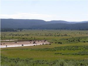 Large Group of Yellowstone Bison gathering in Hayden Valley during the summer months.