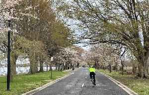 Bicyclist in neon yellow jacket traveling on the right lane along Ohio Drive and a pedestrian is walking on the left travel lane on an overcast day. The road is framed by a continuous canopy of blooming trees.