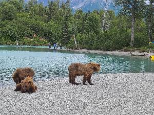 Brown bears on the beach with visitors fishing and bear-viewing in the background at Crescent Lake, Lake Clark National Park, Alaska.