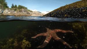 Photo of colorful starfish and seaweed underwater with a view up through marine waters to a rocky shoreline.