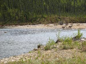 Several caribou on the banks of the Charley River in the Yukon-Charley Rivers National Preserve