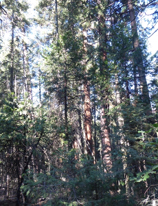 Photo of fuels conditions at Redwood Meadow Grove, showing large amounts of ladder fuelds that would easily carry flames into the foliage of more mature trees, including sequoias. NPS photo.