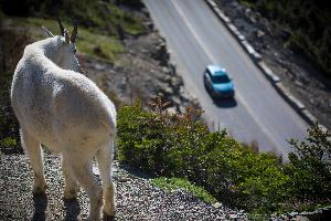 A goat standing on a rocky cliff looks down on a car driving on a paved road.