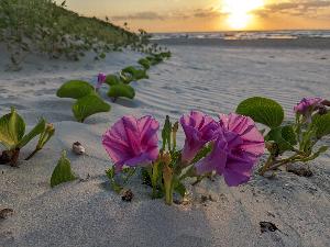 Flower on beach at Padre Island National Seashore

Flores por la playa en Padre Island Nationa Seashore