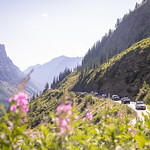 Fireweed blooms along Going-to-the-Sun Road.