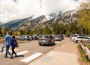 A line of cars wait to find parking in a ful parking lot at Grand Teton NP.