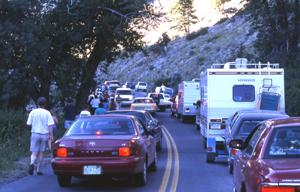 Wildlife Jam Within Yellowstone National Park