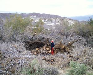 Tamarisk removal near Furnace Creek