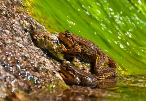 Photo of Mountain Yellow-Legged Frog