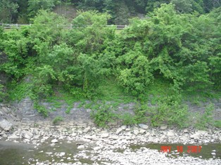 Photo of the highest part of Mary's Wall with existing vegetation.  Photo taken in May 2007.  Viewpoint is from the Potomac River.