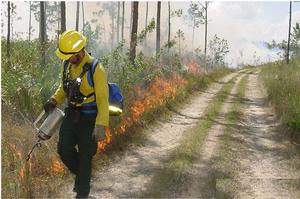 Fire is used in managing exotic plants, reducing fuel accumulations, and limiting hardwood competition.  Firefighter Pat Edwards carefully ignites Pine Rocklands during a prescribed fire in Everglades National Park, NPS.  
