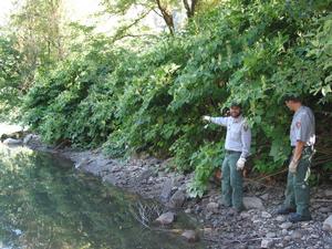 Surveying knotweed along the Skagit River