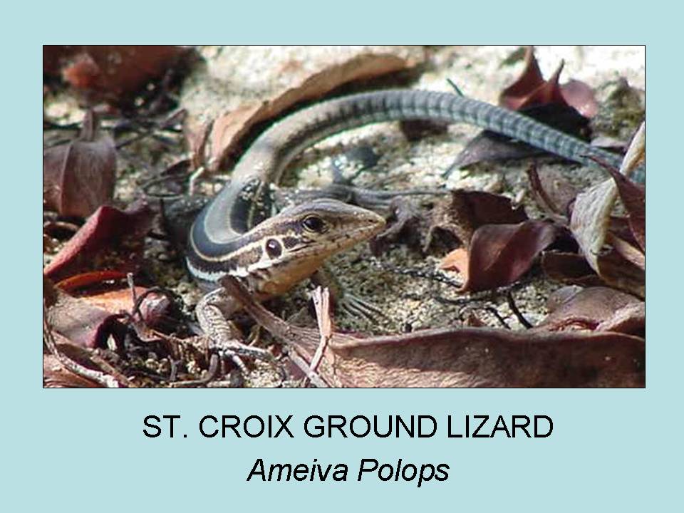 St. Croix Ground Lizard, Ameiva polops, taken by Amy Mackay, 2007.
