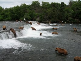 Brown Bears at Brooks Falls, Katmai National Park and Preserve, July 2006.