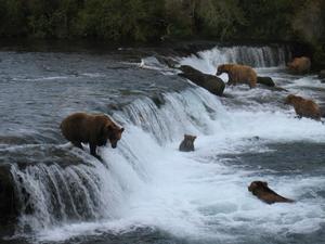 Brown Bears at Brooks River Falls 2009 by Z.Babb