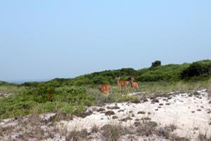 Seeing deer within the federal tracts of Fire Island NS is not unusual