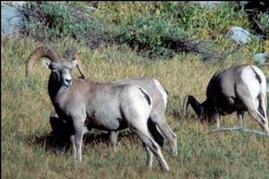 Photo of Sierra Nevada bighorn sheep ram. 