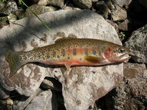 Westslope Cutthroat Trout