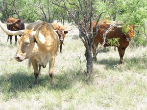Four longhorn cattle grazing dry grass under the scrubby trees in Texas.