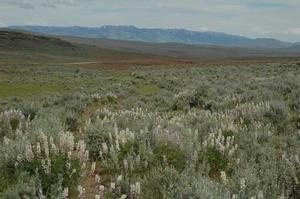 photo of mountain range with wildflowers on Oregon Trail