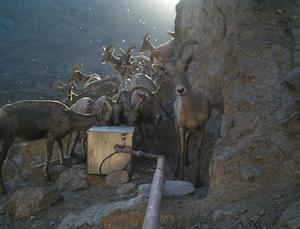 Desert bighorn sheep at big game guzzler, Mojave National Preserve.