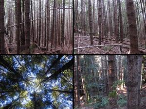 unmanaged second growth forest examples