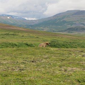 Bear in Katmai National Preserve