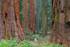 Mature giant sequoia trees in the Mariposa Grove