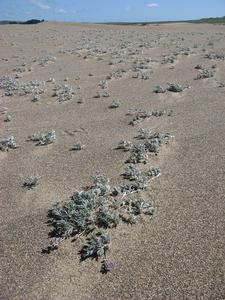 Image of Tidestrom's lupines re-populating on otherwise unvegetated stretch of open sand dune after the dunes had been cleared by a previous restoration project that removed a dense monoculture of non-native beach grass, allowing native plants to re-establish. 