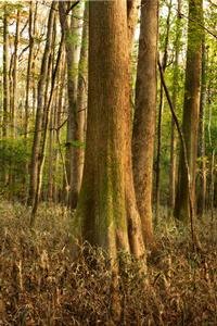 Bottomland-hardwood forest.