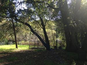 View looking east of the gravesite enclosure, March 2013