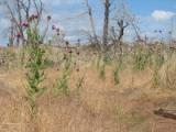 Cheatgrass and musk thistle invade post-fire landscapes at Mesa Verde.