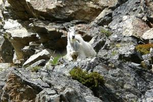 Mountain Goat