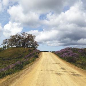 Photo of Bald Hills Road at Williams Ridge taken during lupine bloom April 2014.