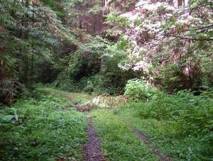 Photo: abandoned Lower B500 road along Larry Damm creek within Redwood National Park.