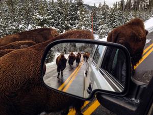 Yellowstone National Park (c) Neal Herbert. This is a photo looking into a side view mirror of a car. In the mirror you can see several bison approaching the car walking up the road. Beyond the mirror, bison are passing directly by the car along bright yellow road striping and a road side  lined with snow covered evergreens.  