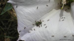 Photo of native bee killed by Argentine ants on Santa Cruz Island