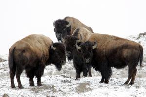 Yellowstone Bison in Winter.