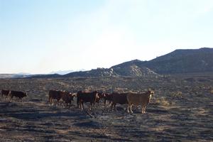 Cattle in the Colton Hills allotment following the 2005 Hackberry Complex Fire.
