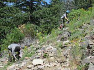 Crater Lake employees addressing an invasive plant population