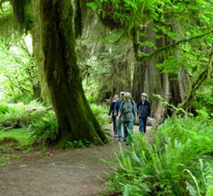 small group of people walking on a well-maintained nature trail in the Hoh Rain Forest